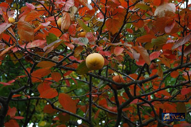 diospyros kaki.JPG
